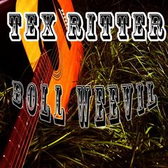 Boll Weevil