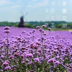 香薰花湖