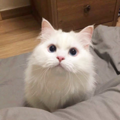 姑娘没回来