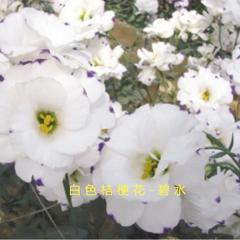 阳光不燥微风正好